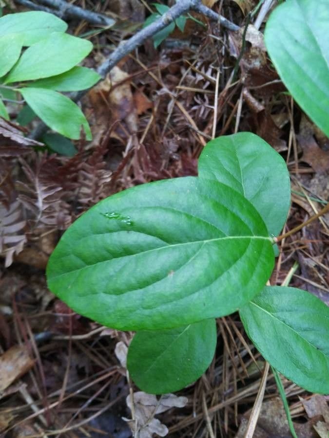 Staggerbush 6