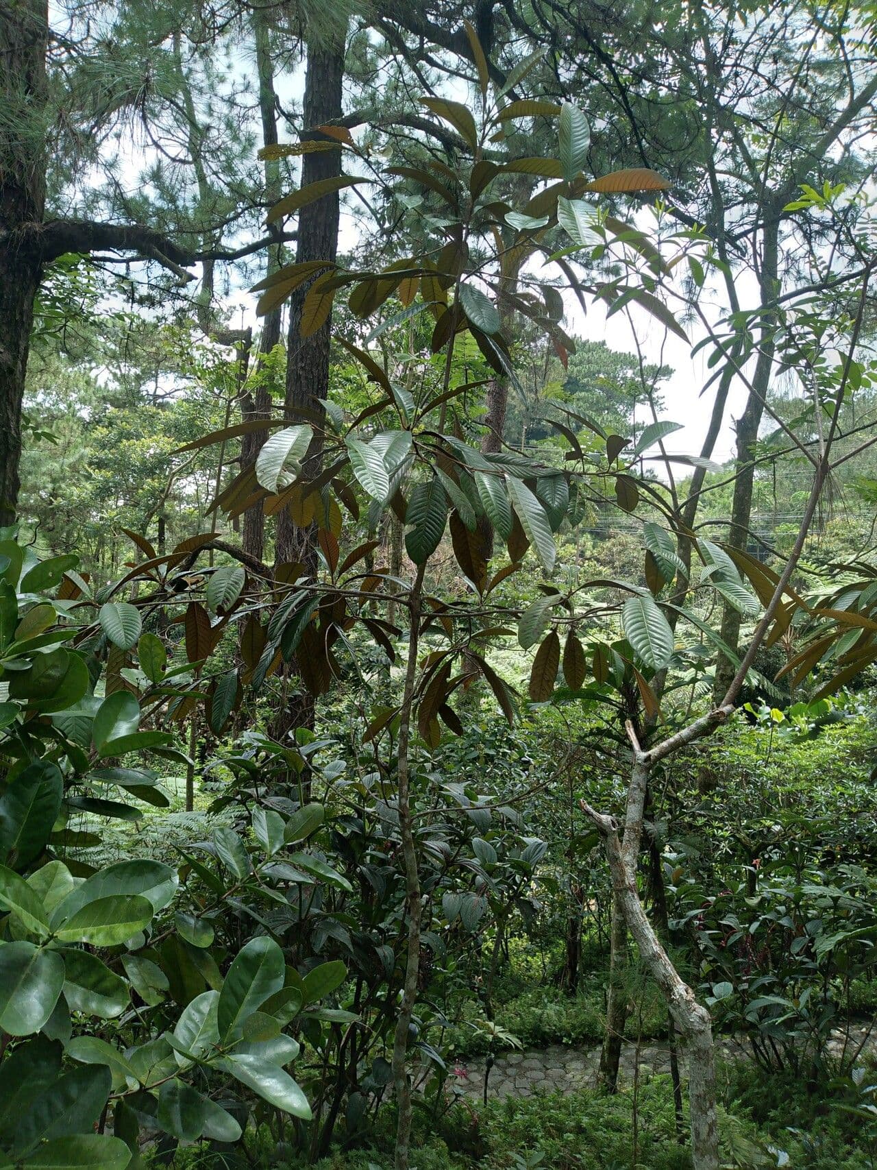 Saurauia 11