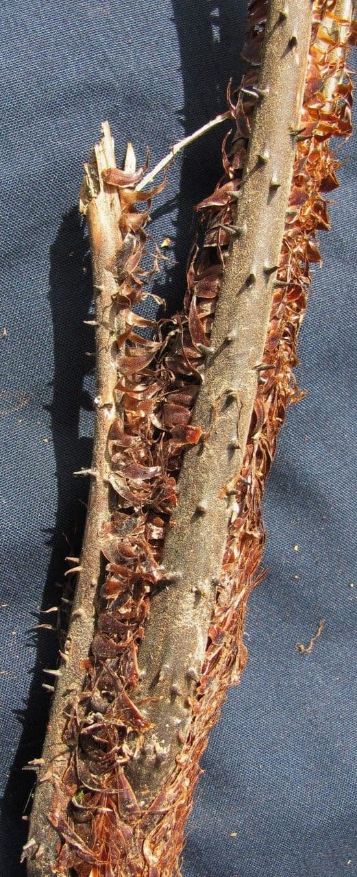 Cyathea multiflora 2