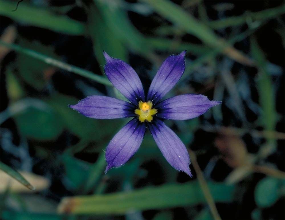 Sisyrinchium 2