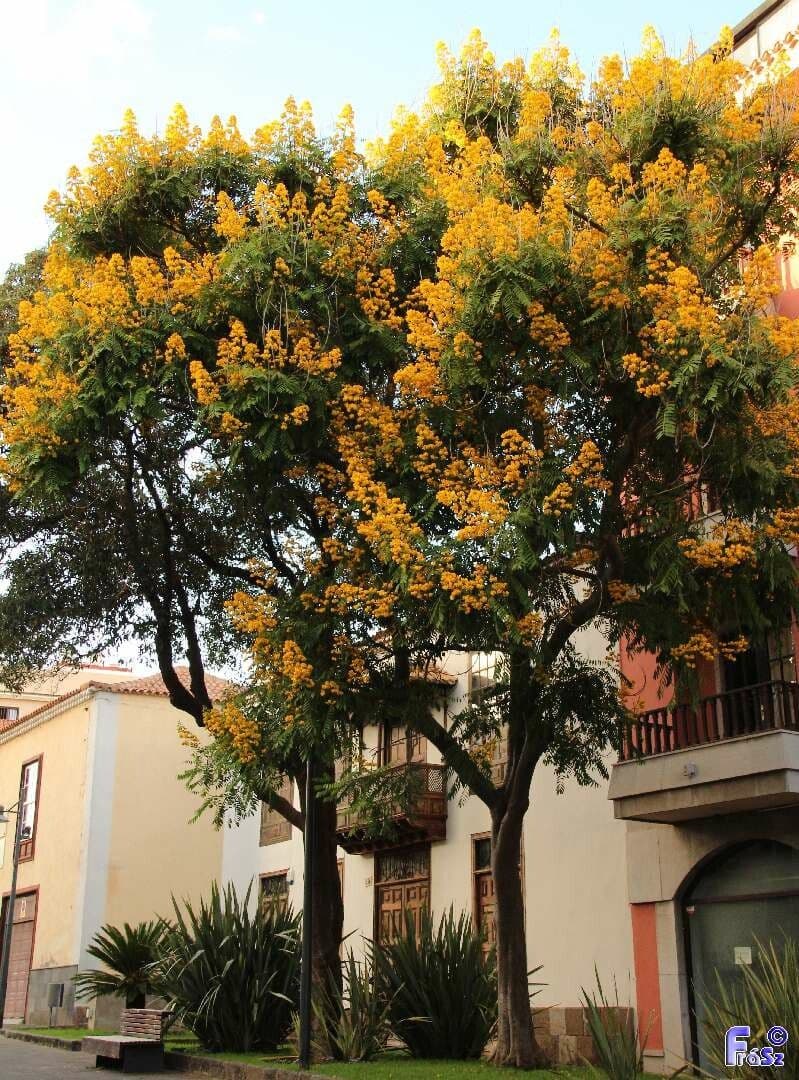 Cassia spectabilis 14