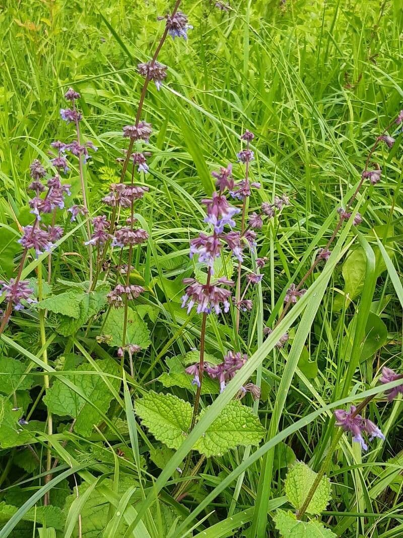 Salvia verticillata 7