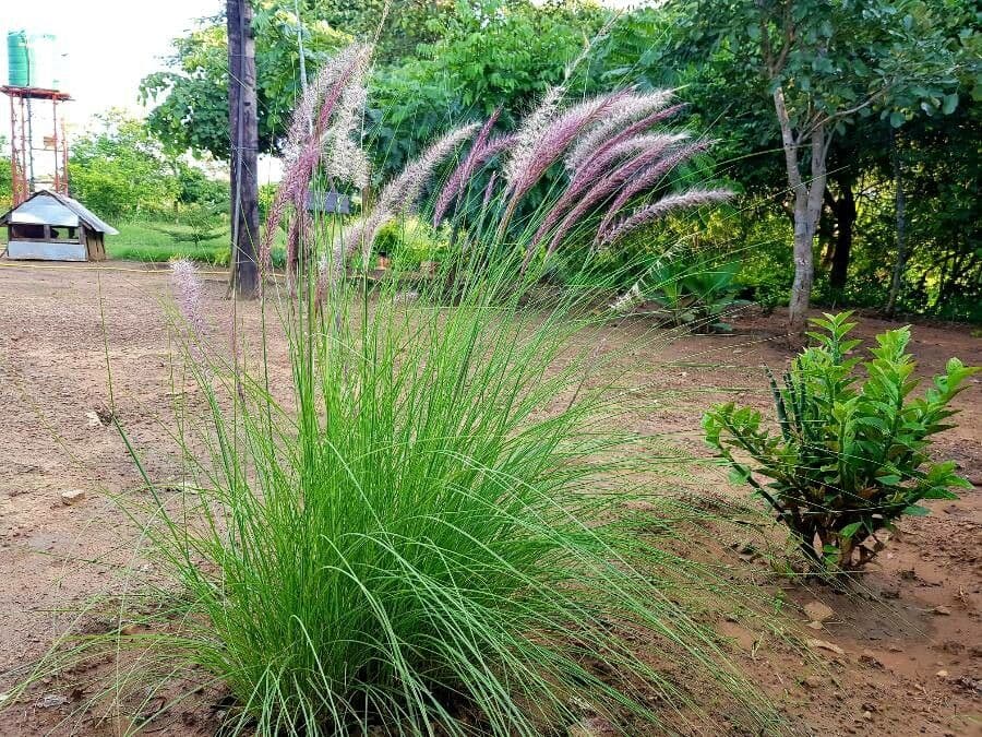 Erba fontana pelosa 16