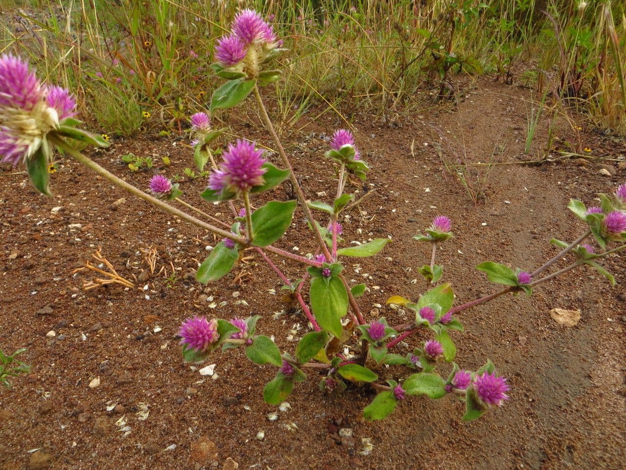 Gomphrena serrata 9