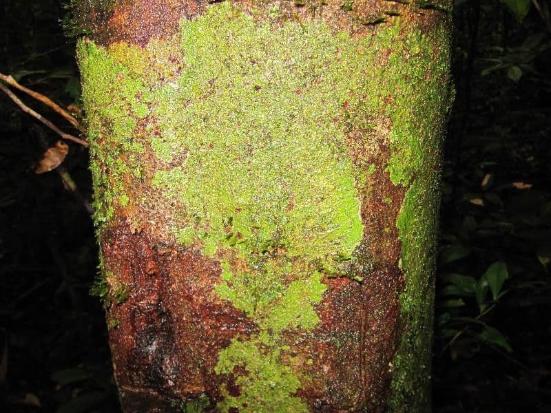 Paloue 5