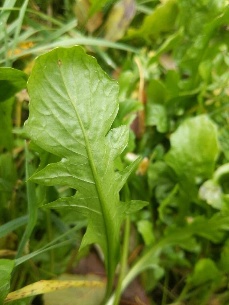 Calepina irregular 19