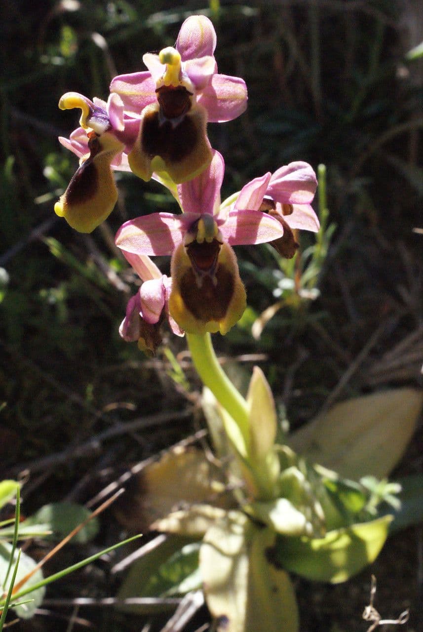 Ophrys tenthredinifera 26