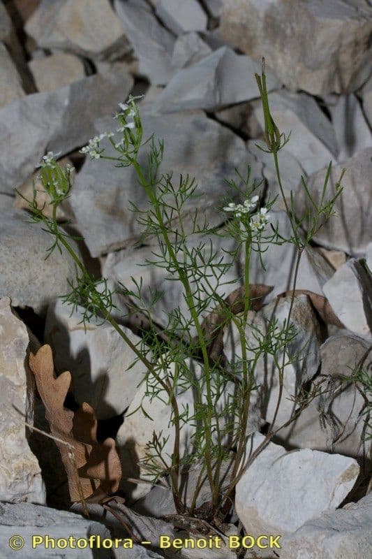 Scandice stellata 11