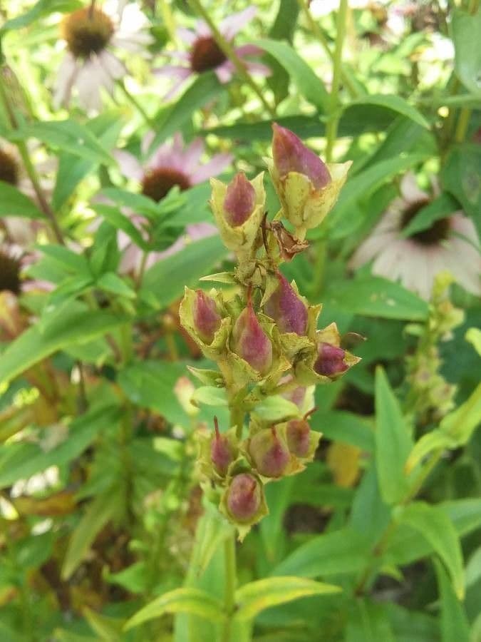 Lobelia cardinale 5