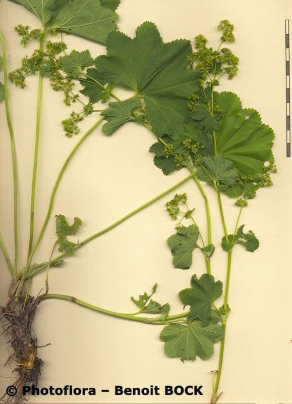 Alchemilla glabra 19