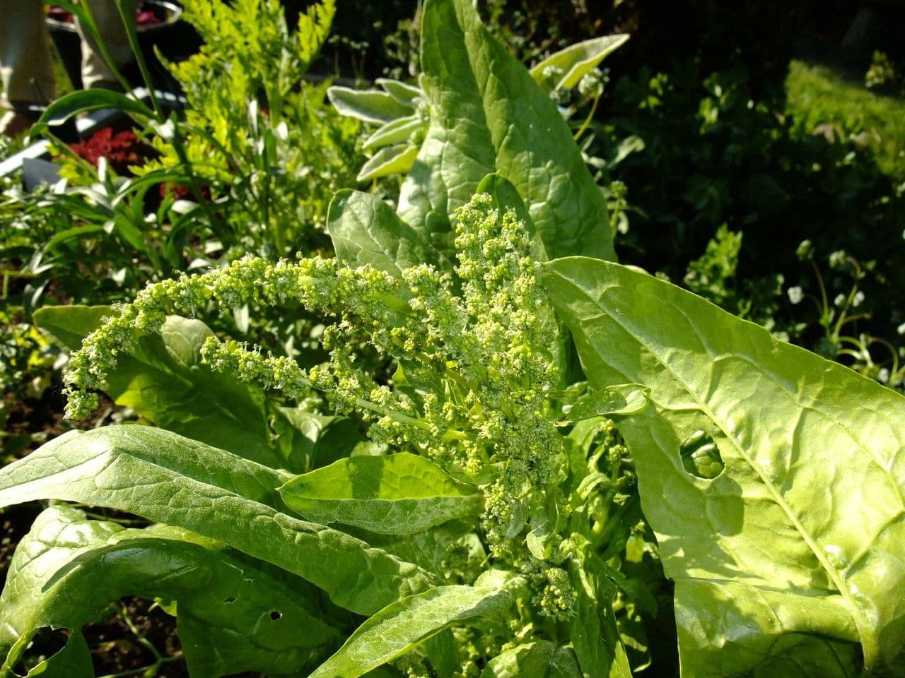Spinaci 11