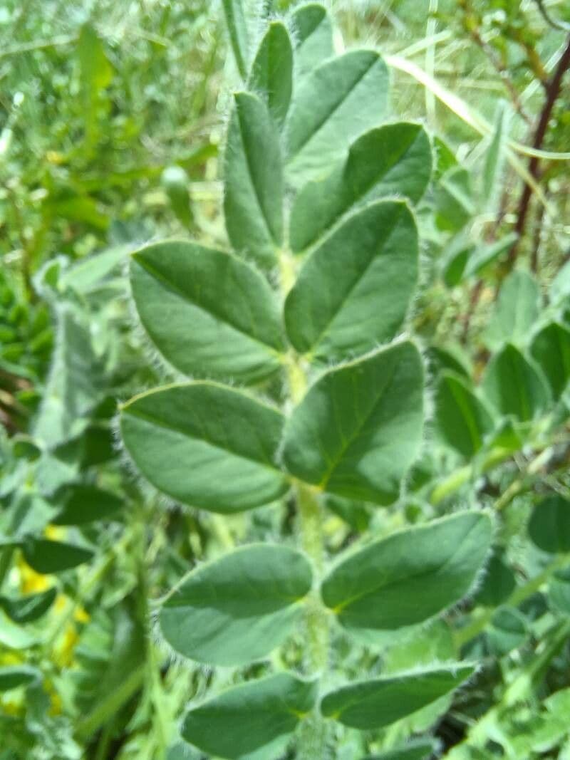 Astragalo 11
