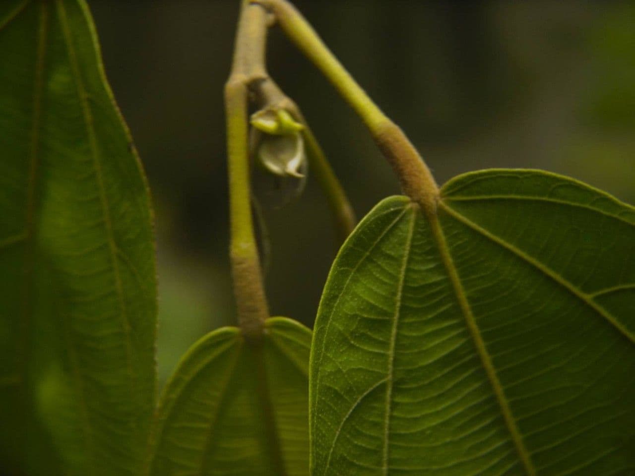 Apeiba 5