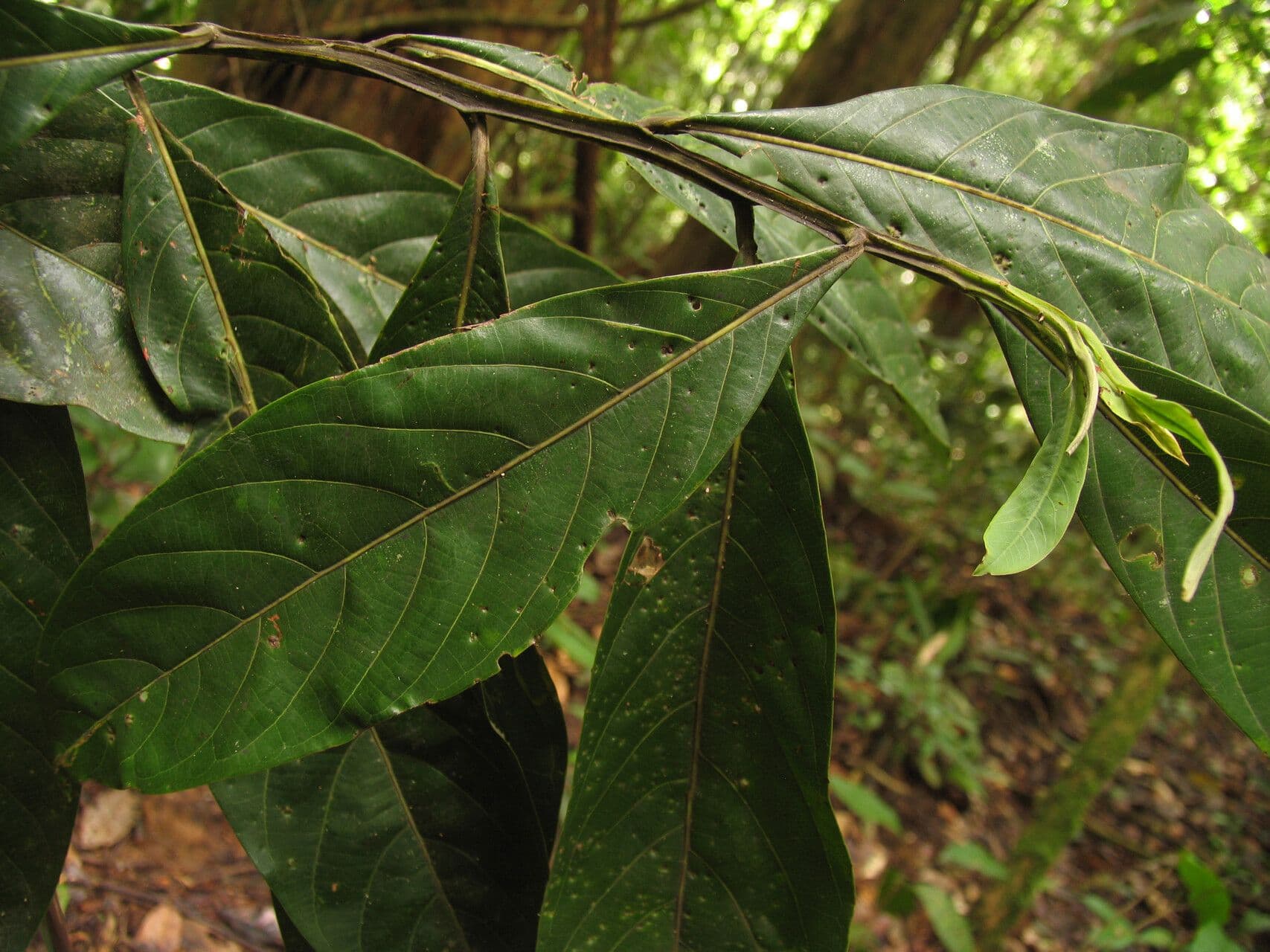 Ocotea 6