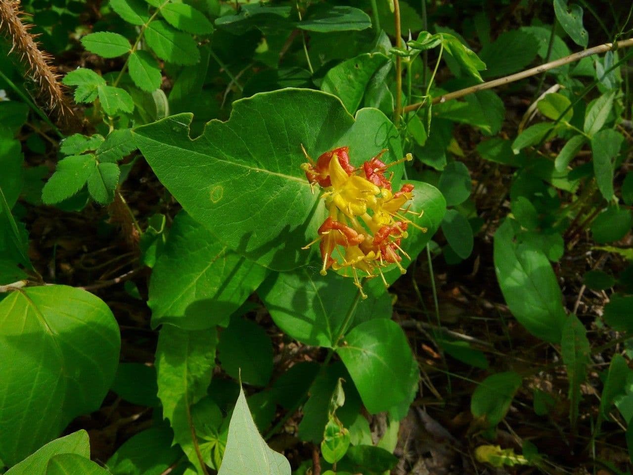 Caprifoglio dioico 13