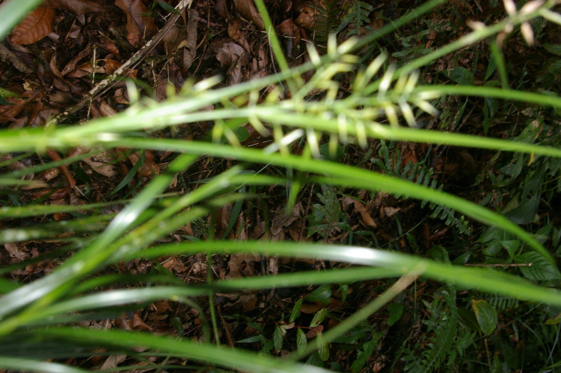 Rhynchospora 3