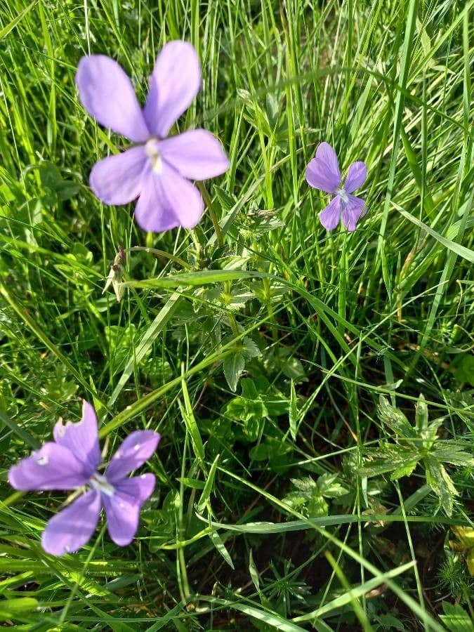 Viola bubanii