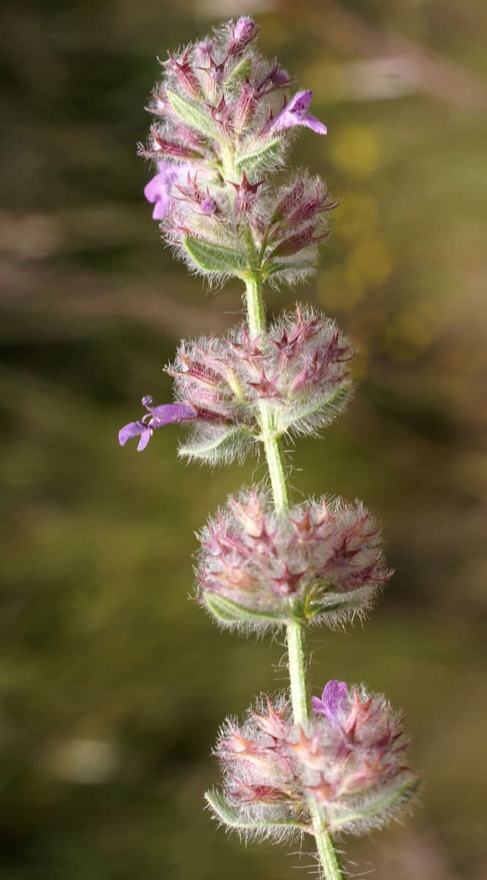 Micromeria 4
