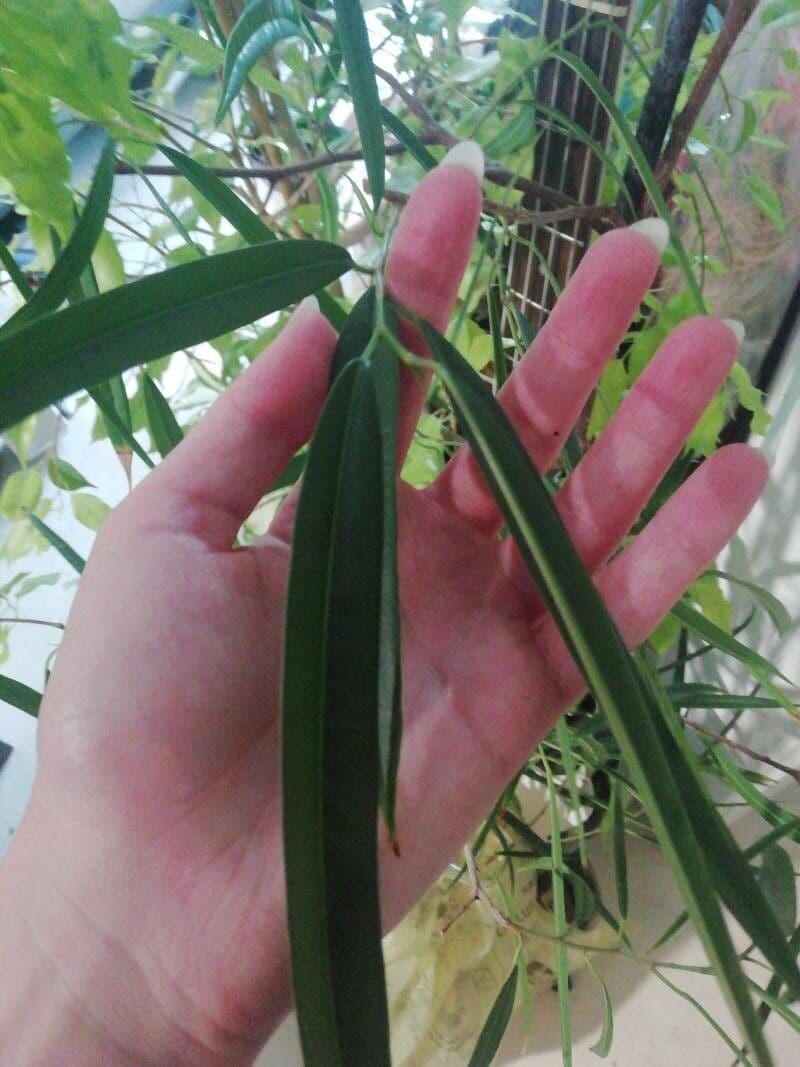 Sapium haematospermum 9
