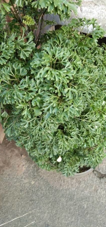 Aralia 7