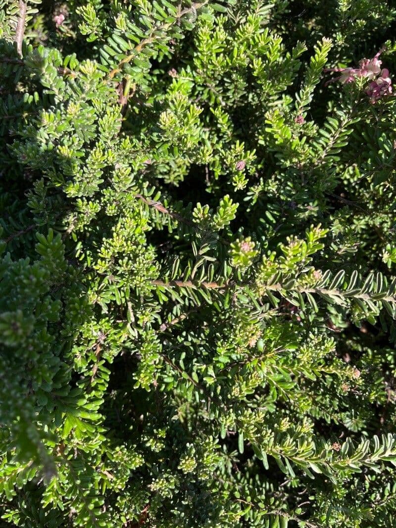 Grevillea lanosa 15