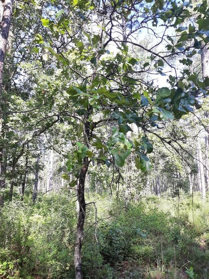 Mariland-Eiche 4