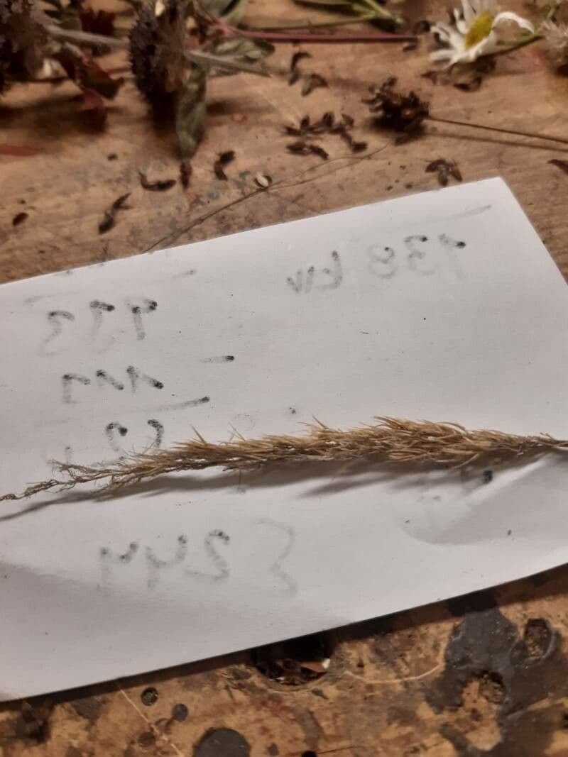 Elymus canadensis 6