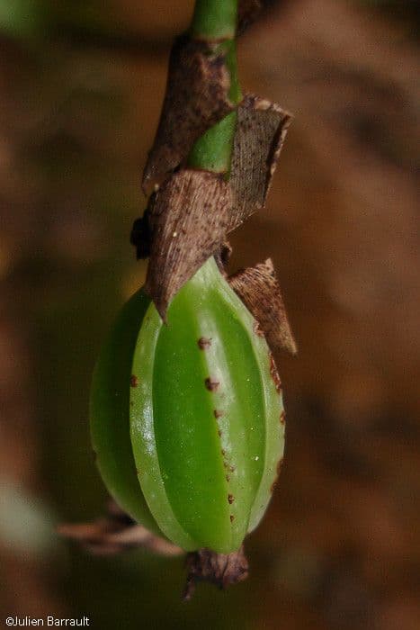 Pholidota 2