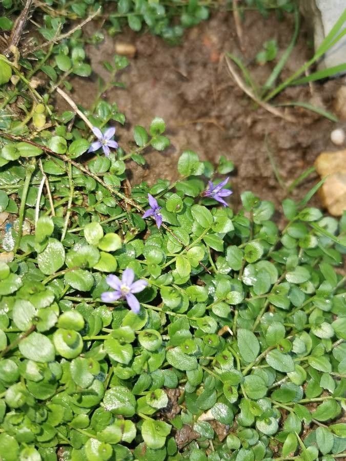 Isotoma fluviale 6
