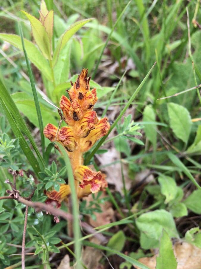 Succiamele gracile 16
