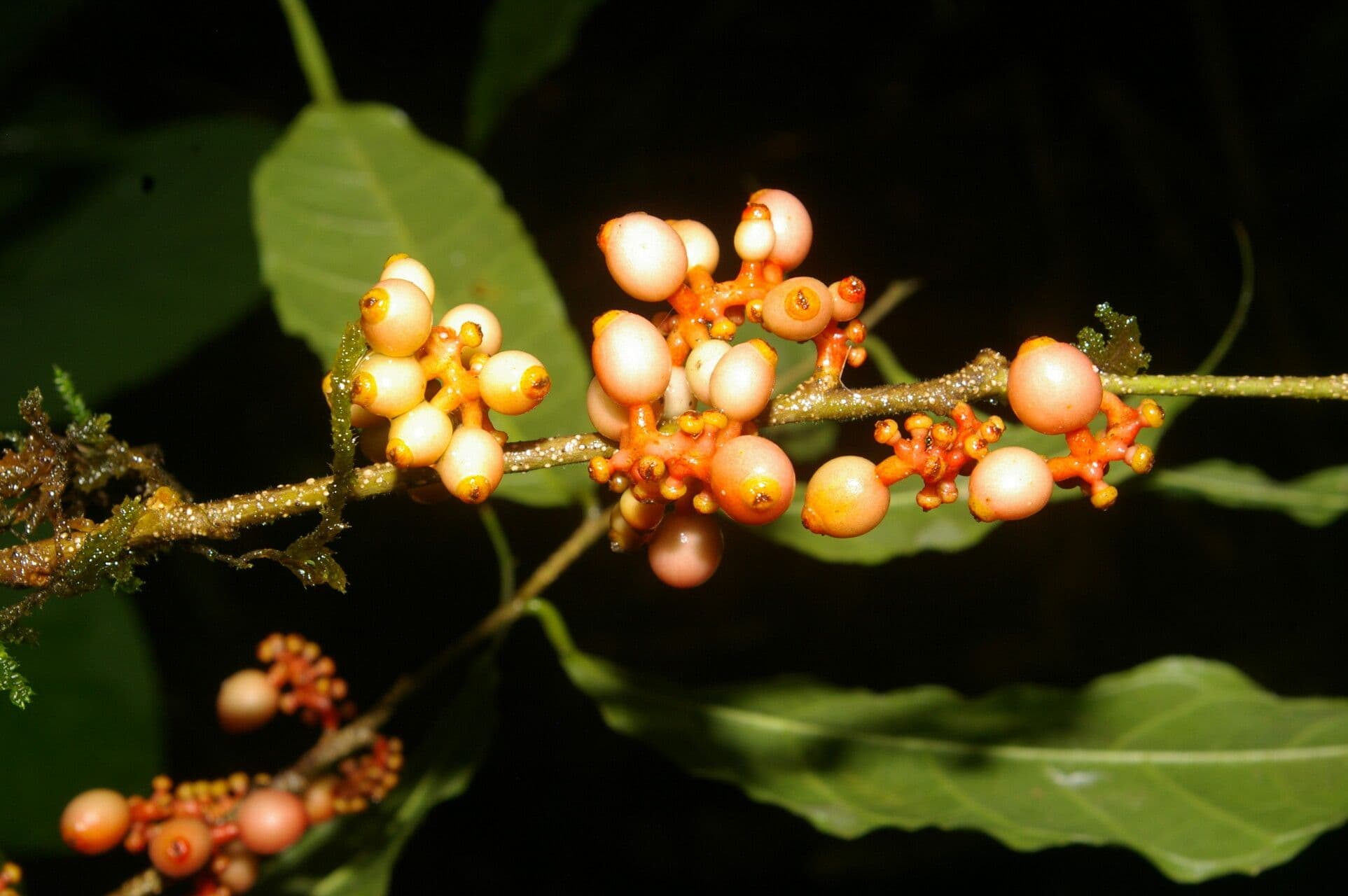 Sorocea 4
