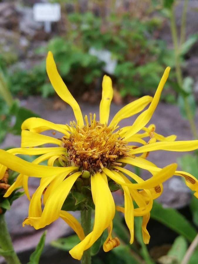 Pyrrocoma crocea 5