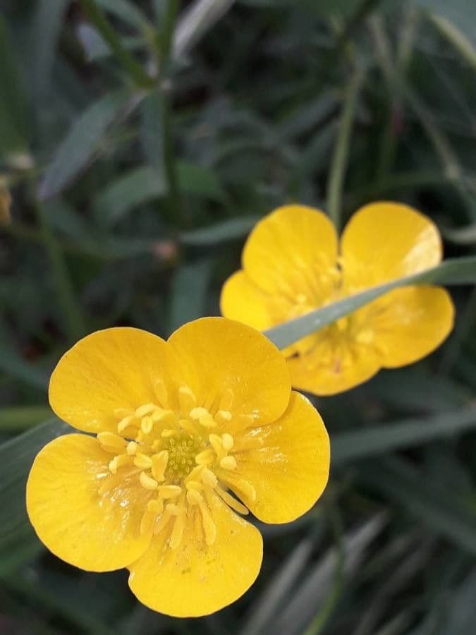 Botón de oro 8