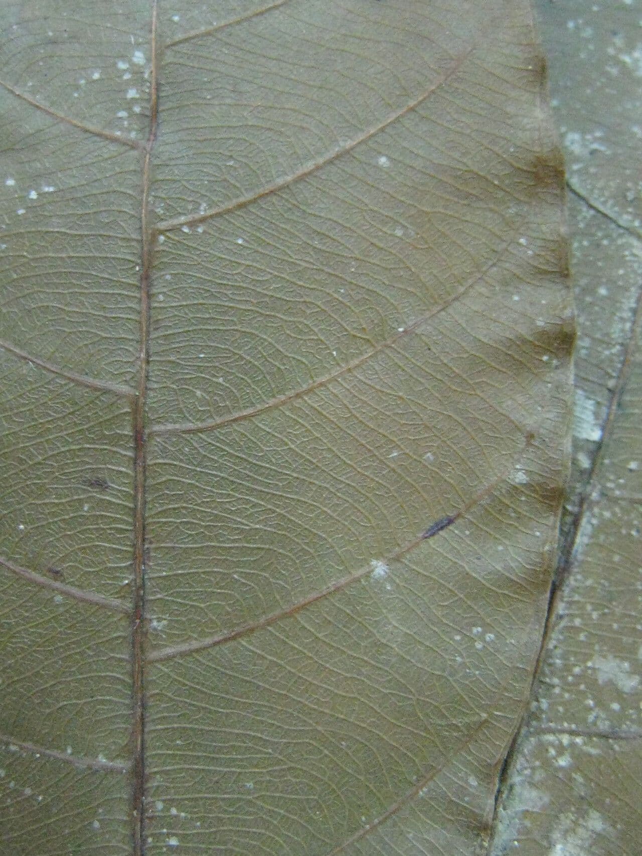 Chrysophyllum cuneifolium 11