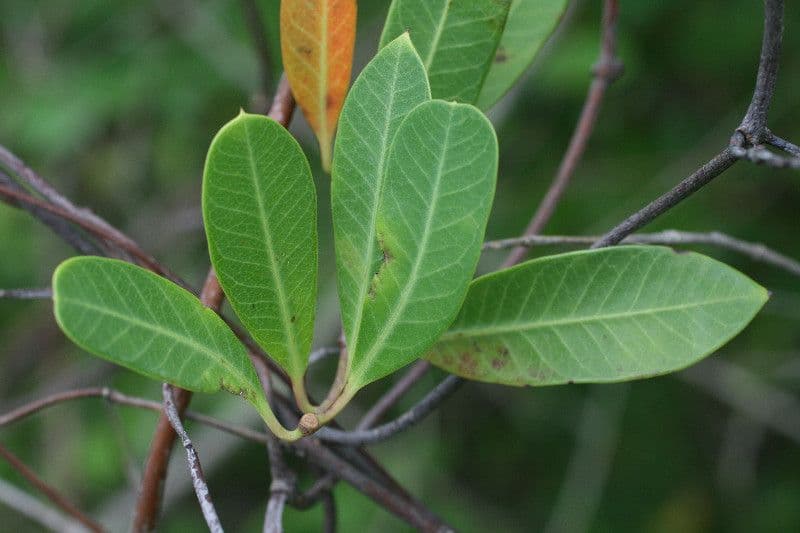 Rhabdadenia 9