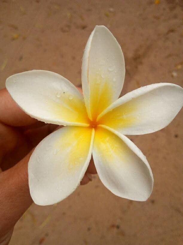 Algodoncillo blanco 10