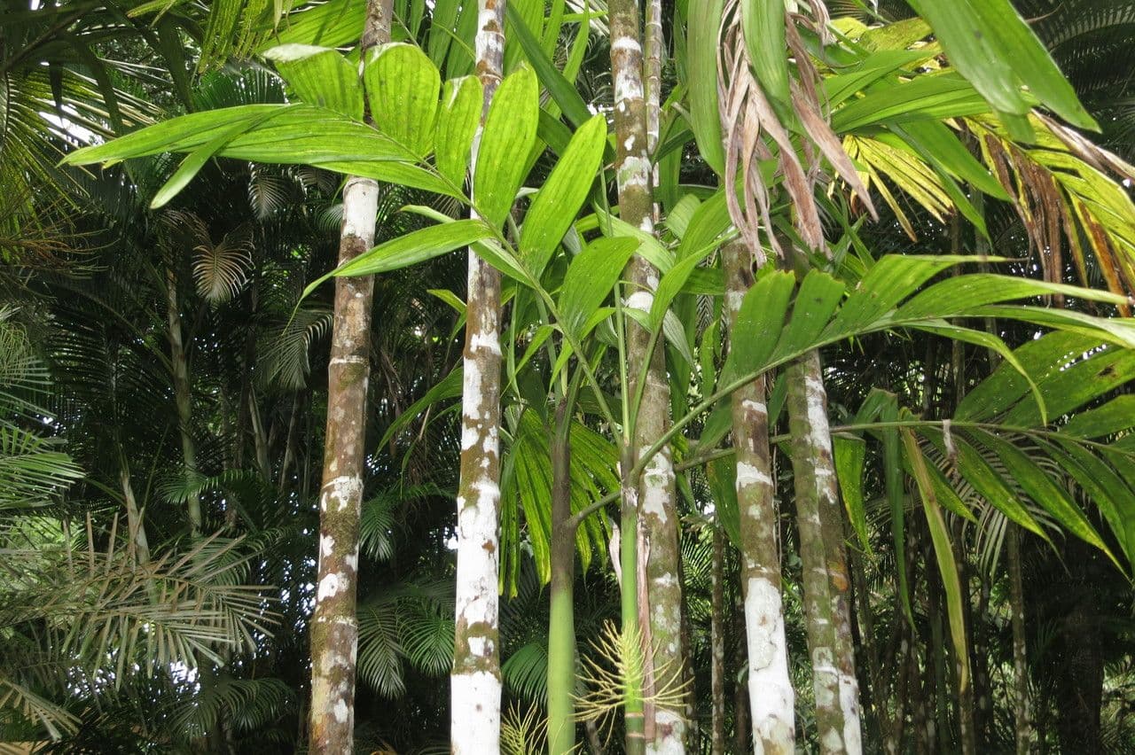 Areca 25