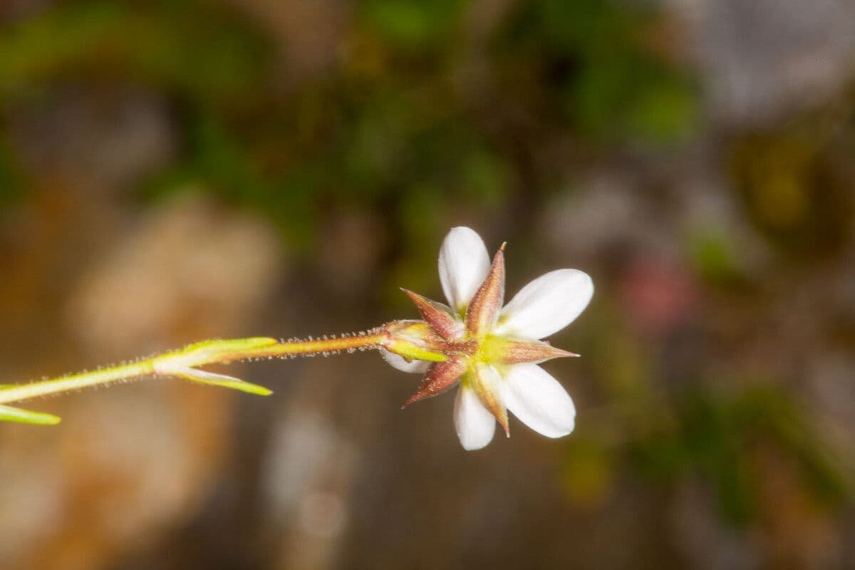 Minuartia recurva 16