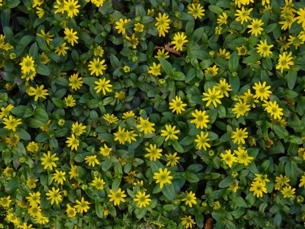 Sanvitalia prostrata 9