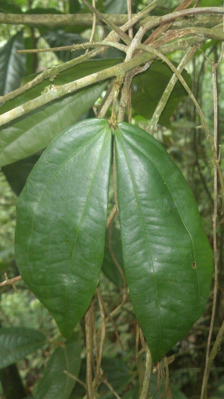 Calliandra 14