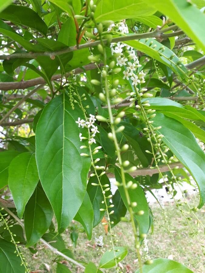 Citharexylum 28