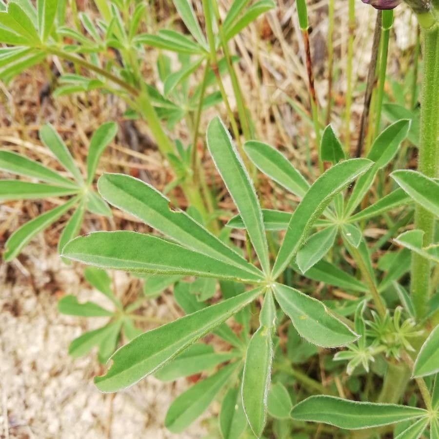 Spanische Lupine 12