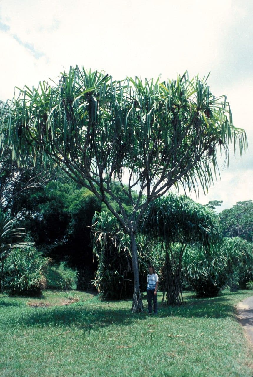 Pandanus 4