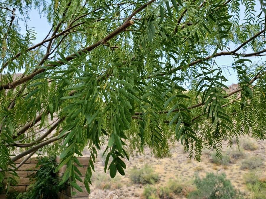 Honig-Mesquite 20