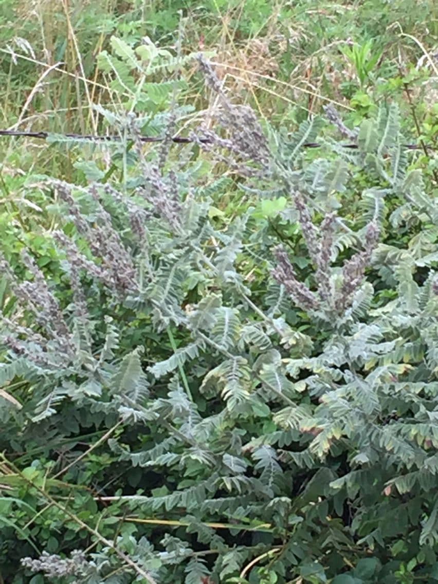 Leadplant 12