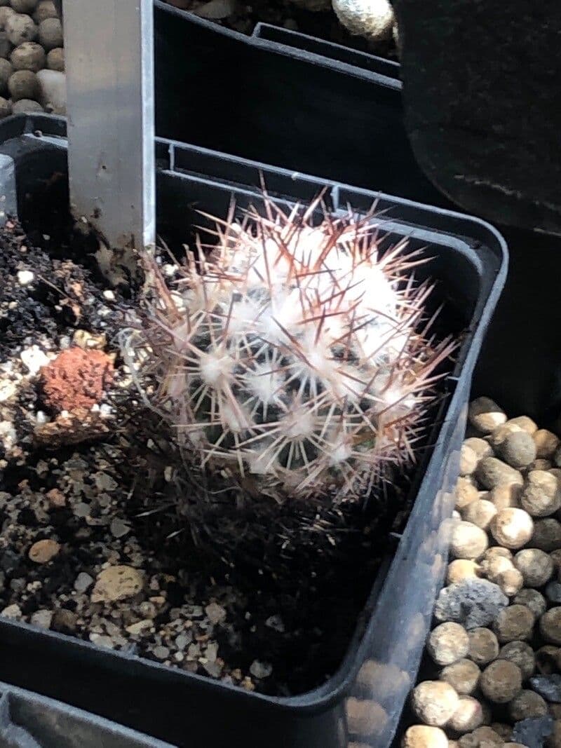 Pelecyphora