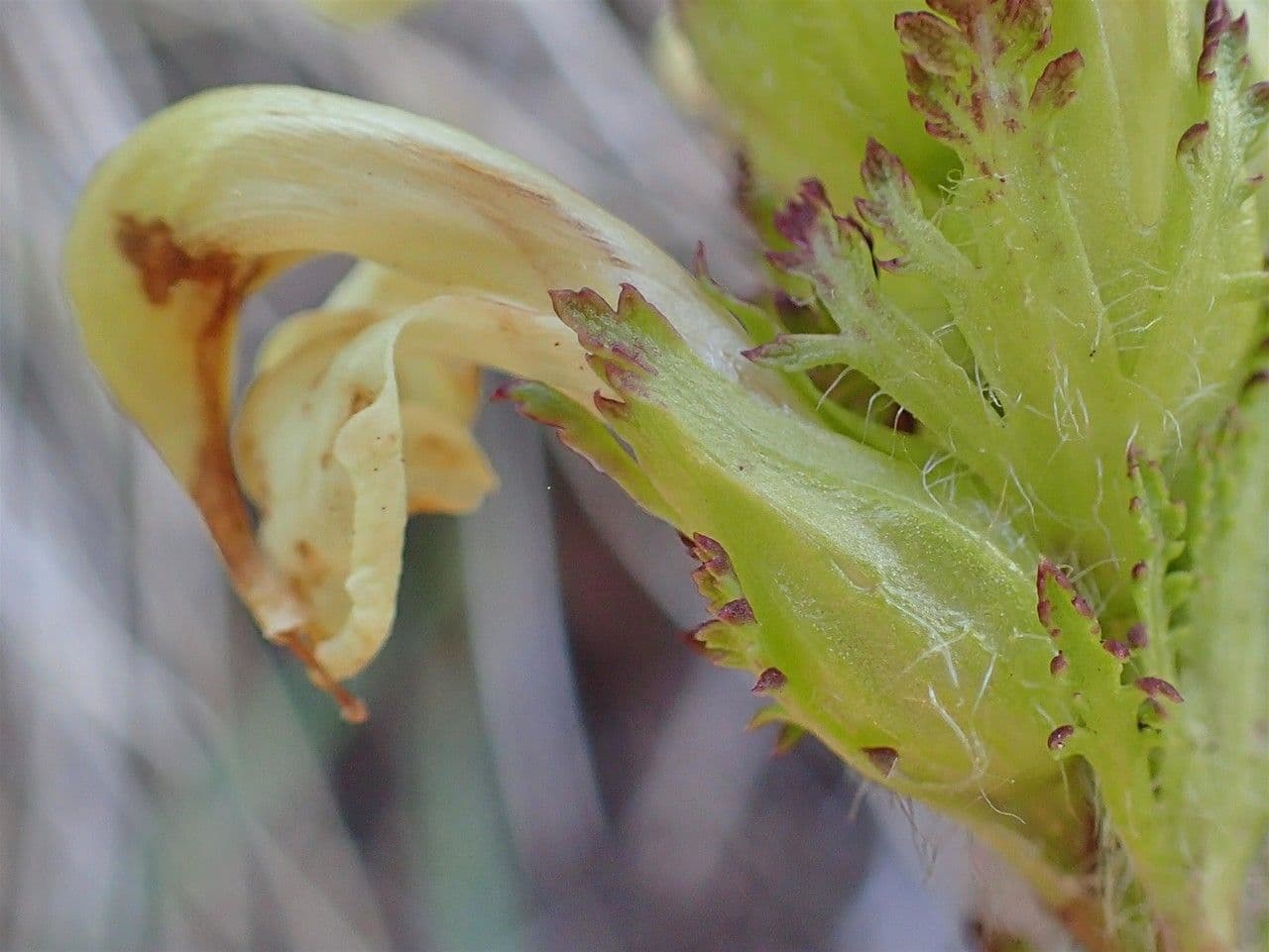 Pedicularis tuberosa 14