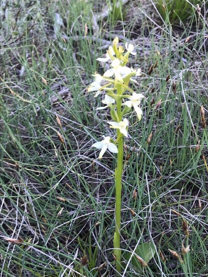 Zweiblättrige Waldhyazinthe 7