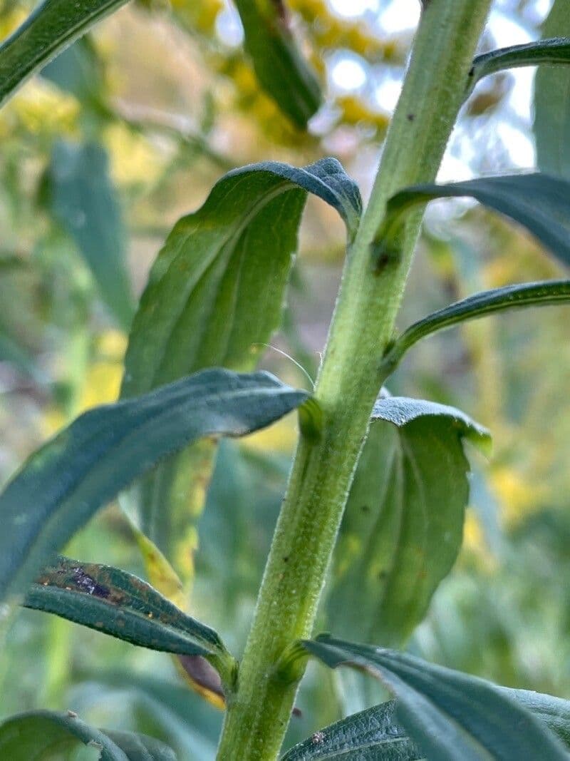 Verga d'oro alta 18