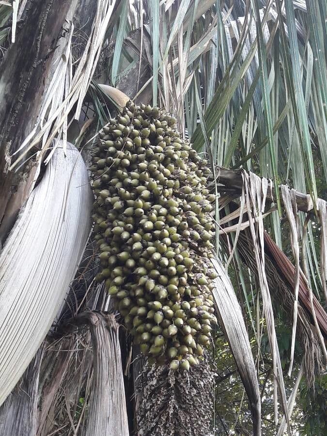 Palma Attalea 4